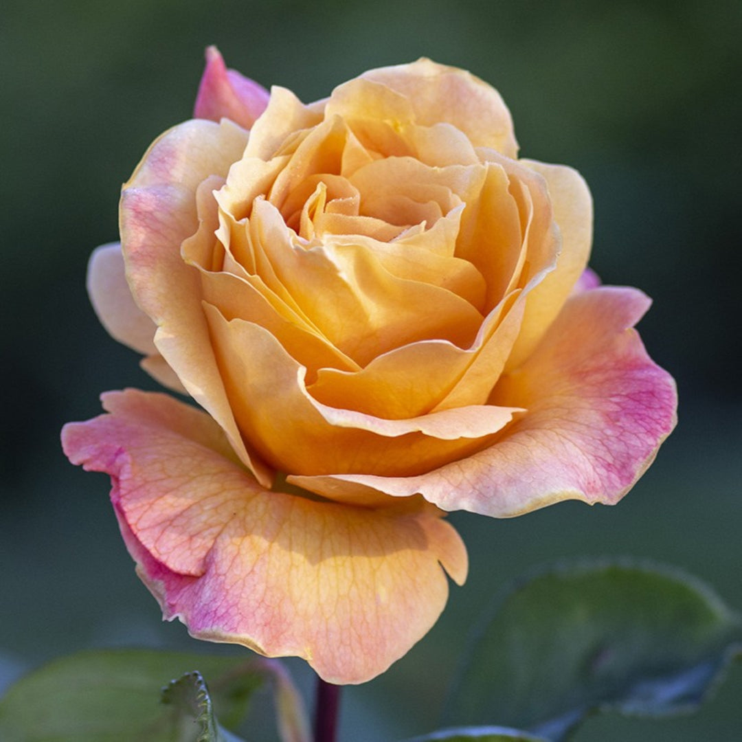Rosa x 'WEKbepmey' PP19144 Strike It Rich Grandiflora Rose, 5 Gallon Shrub