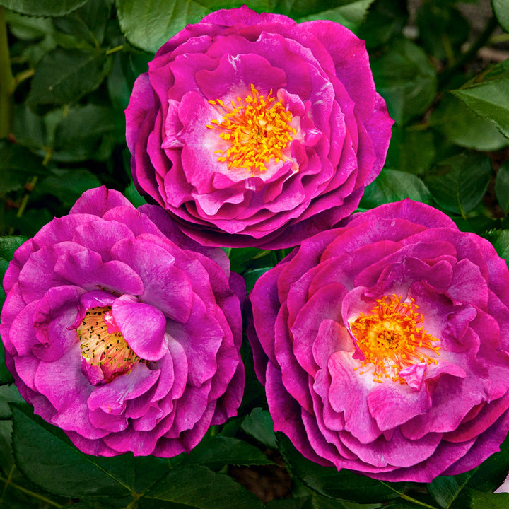 Rosa x 'Wekisoblip' Wild Blue Yonder Grandiflora Rose, 5 Gallon Shrub