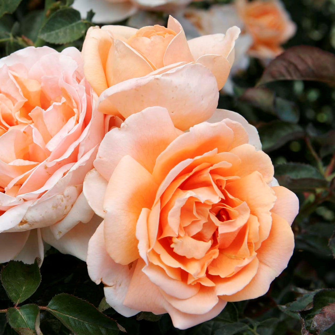 Rosa x 'Meibrinpay' Abbaye De Cluny Hybrid Tea Rose, 5 Gallon Shrub