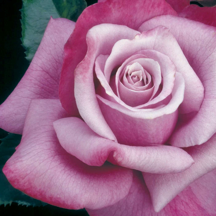 Rosa x 'Wekquaneze' Barbra Streisand Hybrid Tea Rose, 5 Gallon Shrub