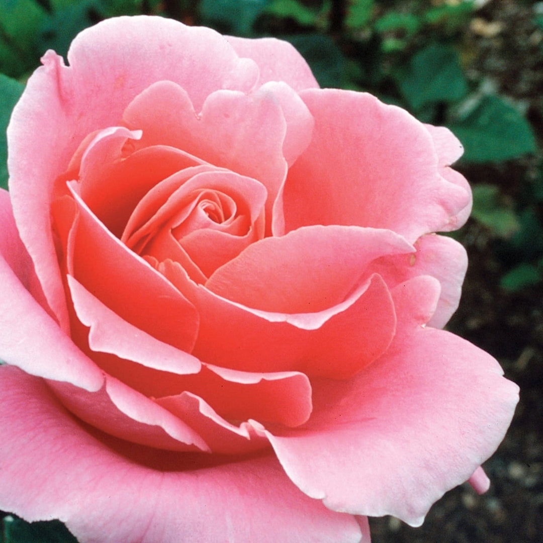 Rosa x 'Bewitched' Bewitched Hybrid Tea Rose, 5 Gallon Shrub