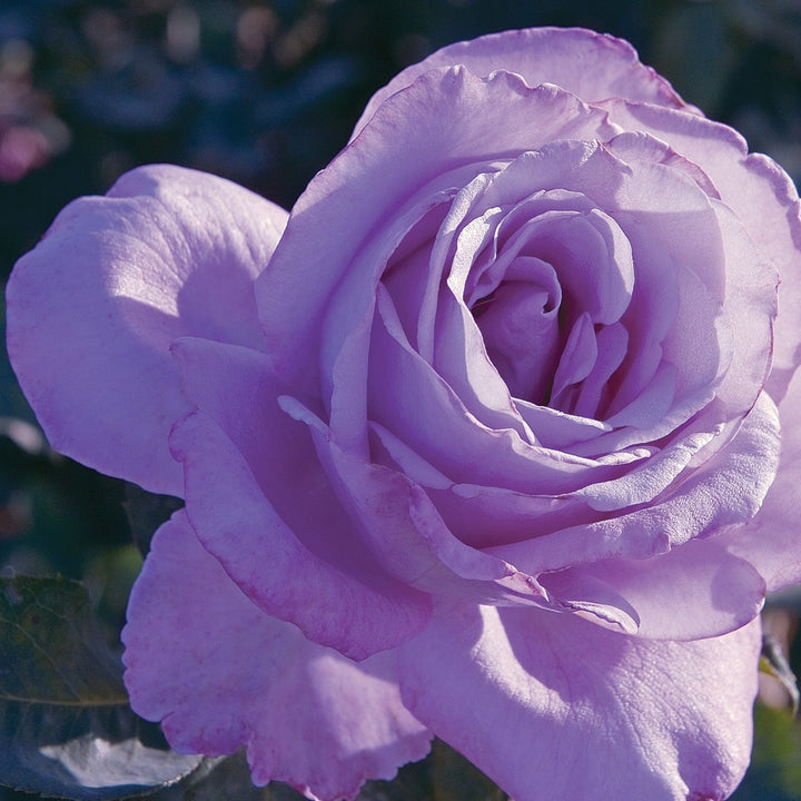 Rosa x 'Blue Girl' Hybrid Tea Rose, 5 Gallon Shrub