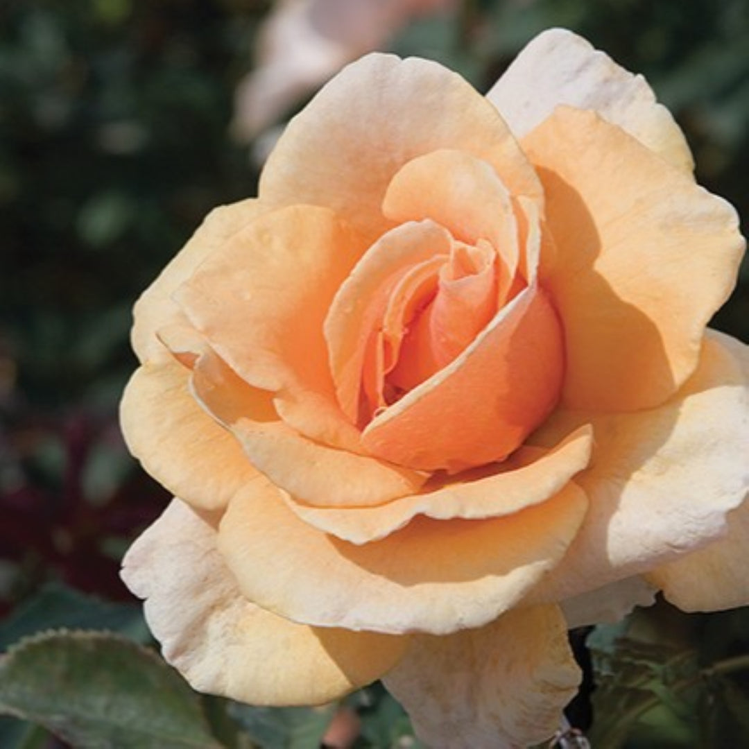 Rosa x 'Arocad' Brandy Hybrid Tea Rose, 5 Gallon Shrub