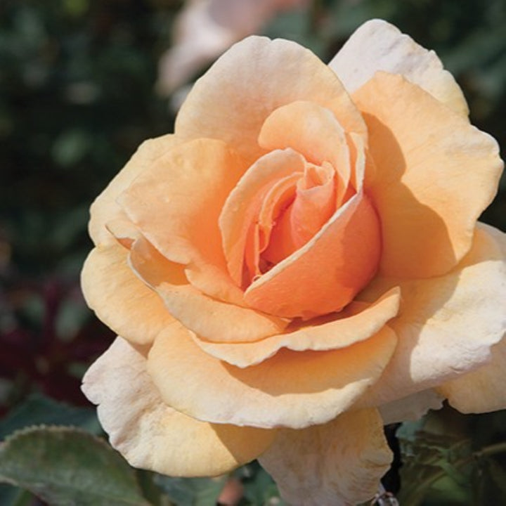Rosa x 'Arocad' Brandy Hybrid Tea Rose, 5 Gallon Shrub