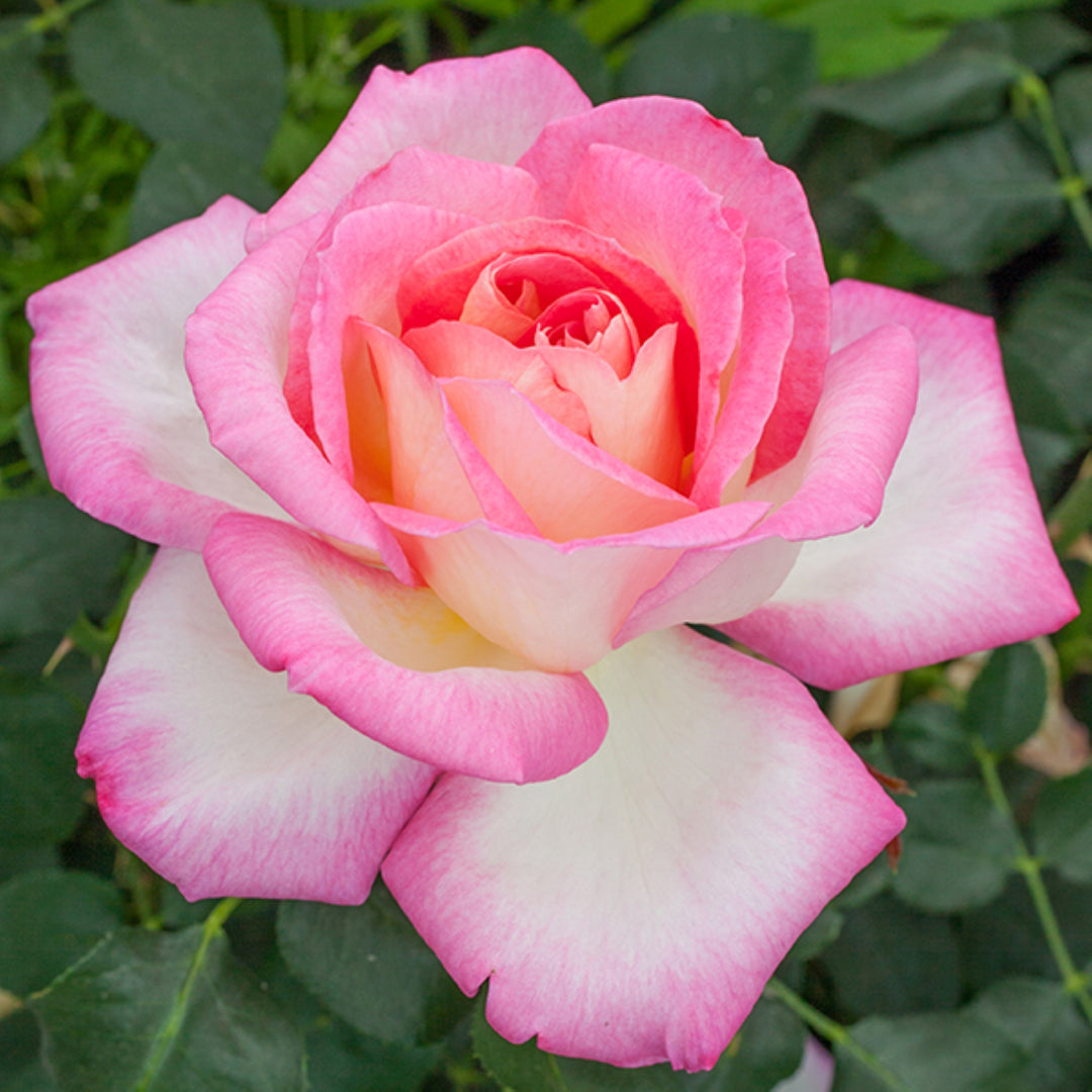 Rosa x 'Meibihars' California Dreamin' Hybrid Tea Rose, 5 Gallon Shrub