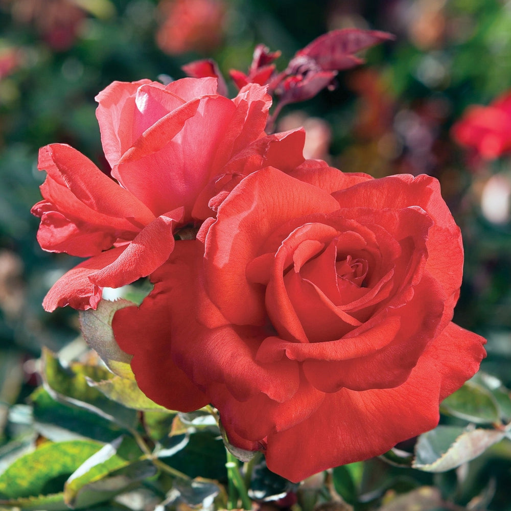 Rosa x 'Dolly Parton' Hybrid Tea Rose, 5 Gallon Shrub