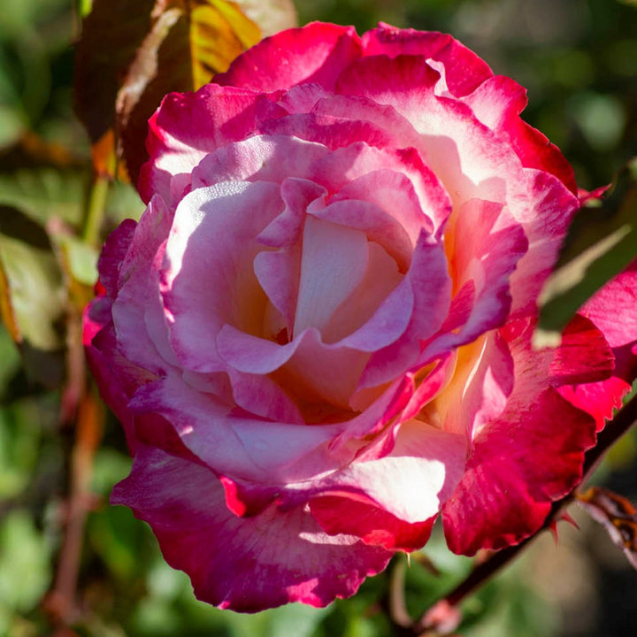 Rosa x 'Andeli' Double Delight Hybrid Tea Rose Tree, Hybrid Tea Rose, 5 Gallon Shrub