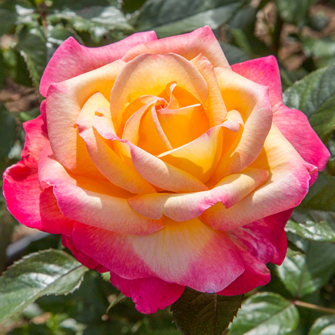 Rosa x 'MEIzoloi' PP33492 Enchanted Peace Hybrid Tea Rose, 5 Gallon Shrub