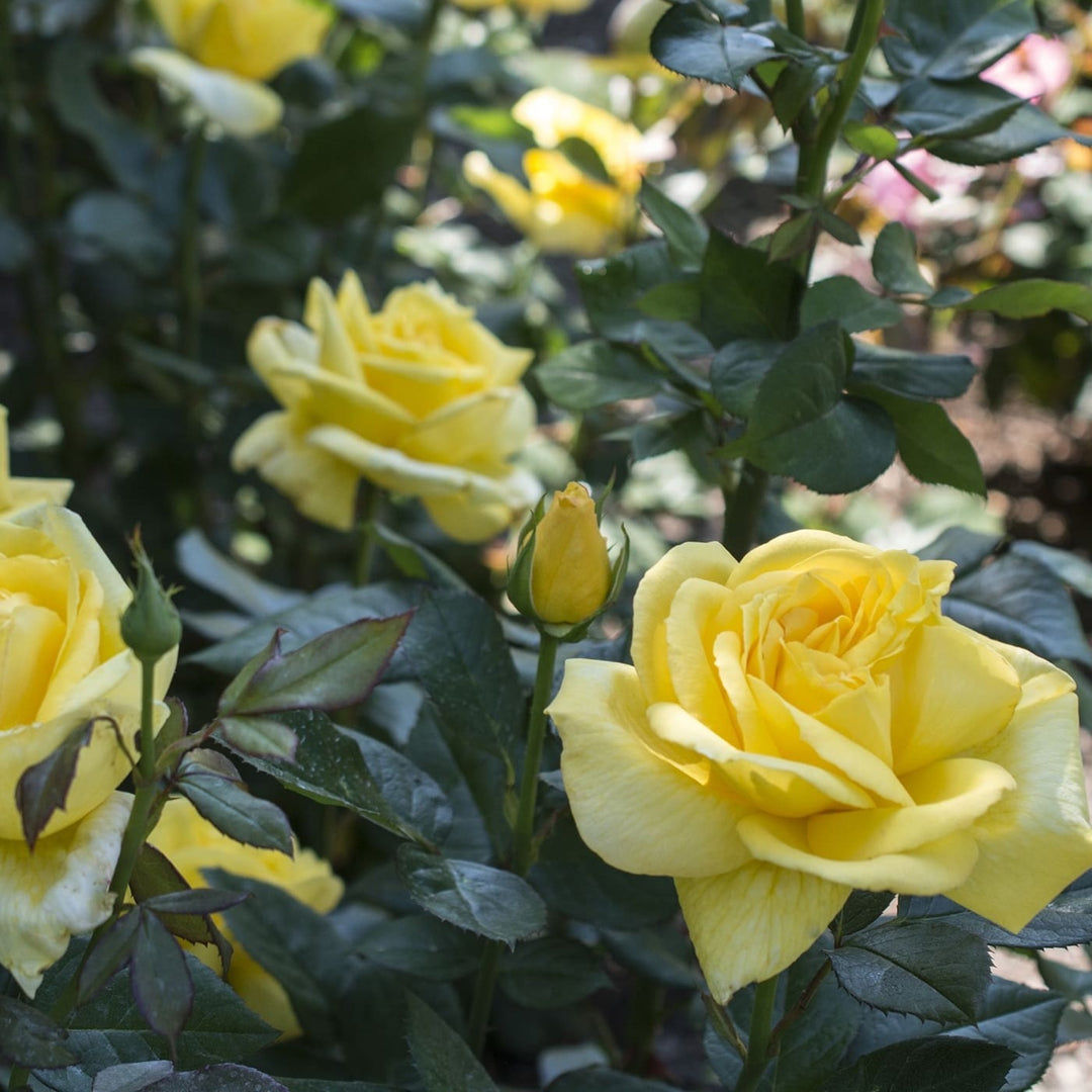 Rosa x 'Meifacul' Eternal Flame Hybrid Tea Rose, 5 Gallon Shrub