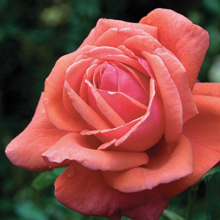 Rosa x 'Duftwolke' Fragrant Cloud Hybrid Tea Rose, 5 Gallon Shrub