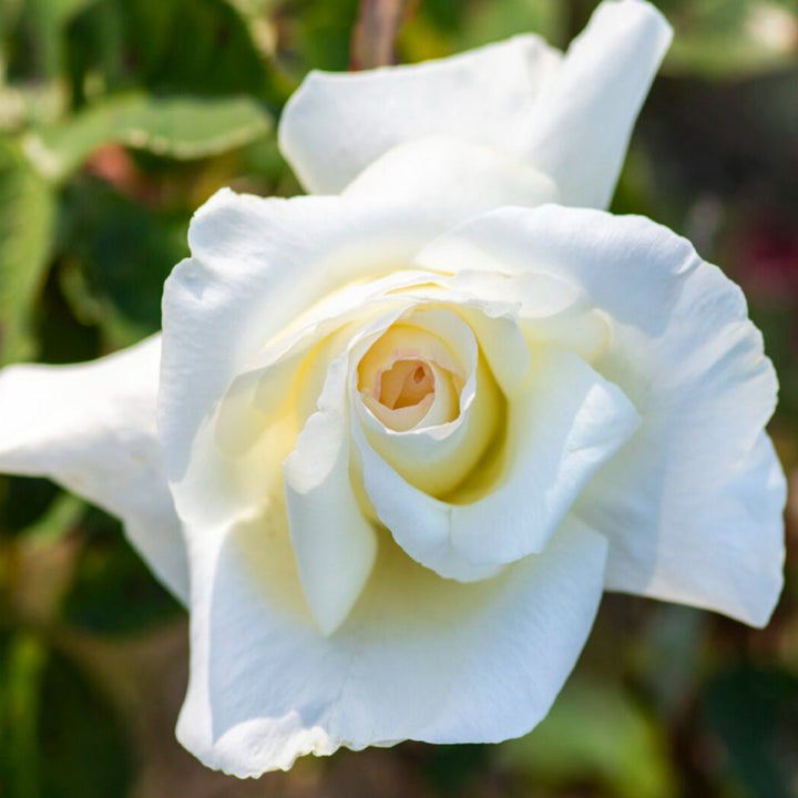 Rosa x 'Jacolite' Honor Hybrid Tea Rose, 5 Gallon Shrub