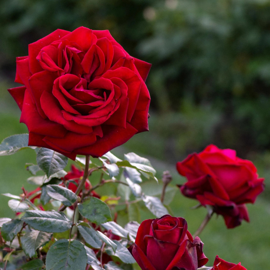 Rosa x 'Poulman' Ingrid Bergman Hybrid Tea Rose Tree, Hybrid Tea Rose, 5 Gallon Shrub