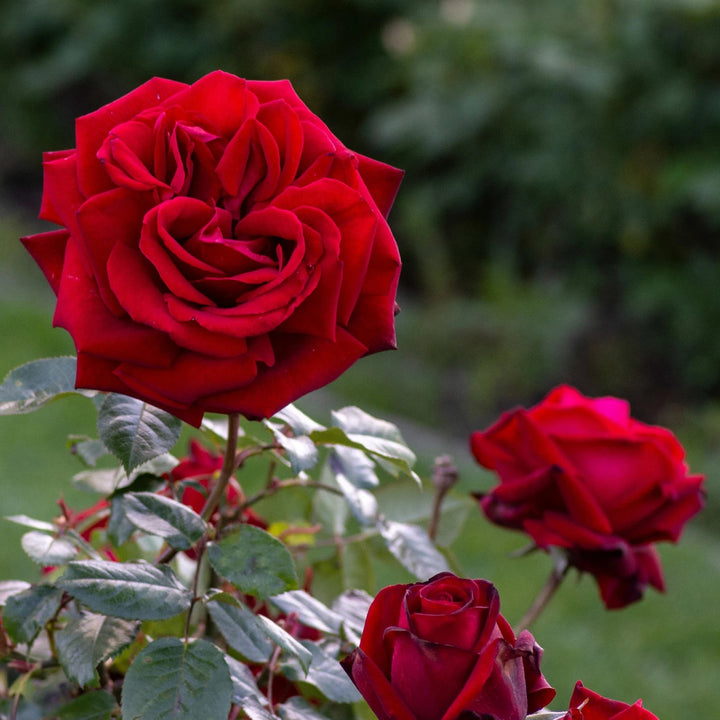 Rosa x 'Poulman' Ingrid Bergman Hybrid Tea Rose Tree, Hybrid Tea Rose, 5 Gallon Shrub