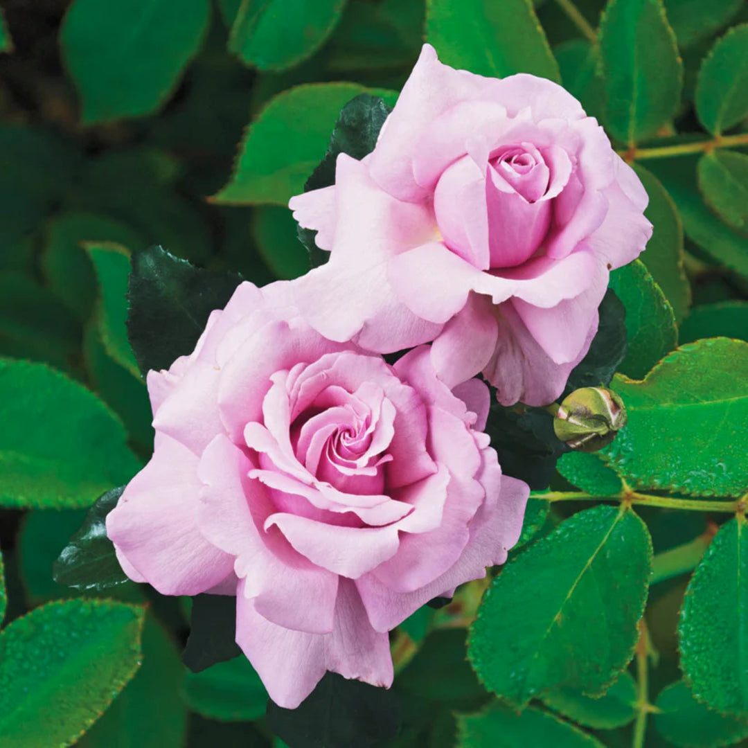 Rosa x 'Wekblunez' Memorial Day Hybrid Tea Rose, 5 Gallon Shrub