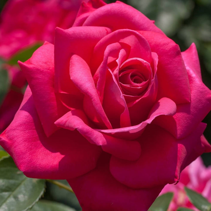 Rosa x 'Miss All American Beauty' Hybrid Tea Rose, 5 Gallon Shrub