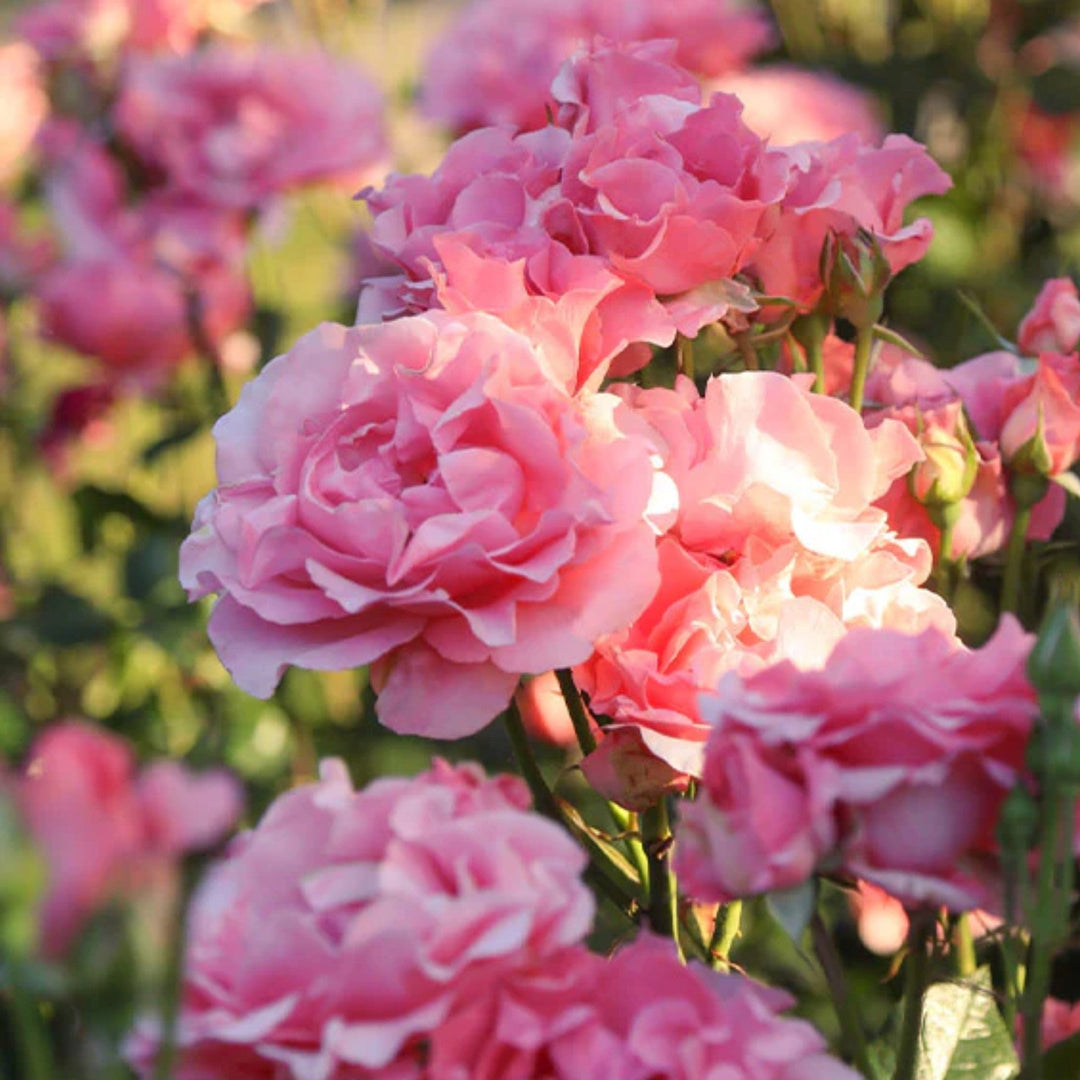 Rosa x 'Paris D'Ves Laurent' Hybrid Tea Rose, 5 Gallon Shrub
