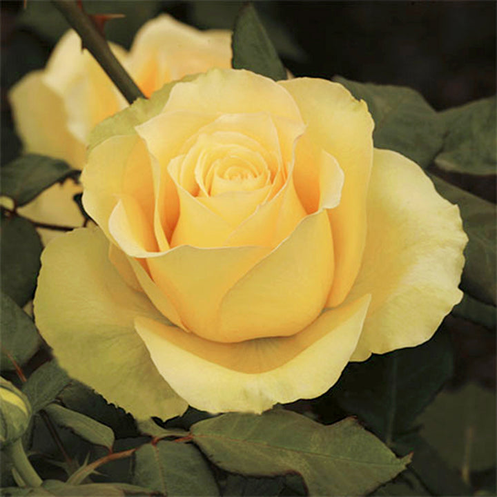 Rosa x 'Wekamanda' St. Patrick Hybrid Tea Rose, 5 Gallon Shrub