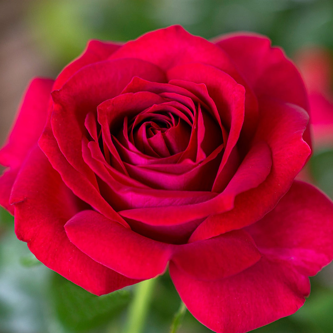 Rosa x 'Meizolnil' Stiletto Hybrid Tea Rose, 5 Gallon Shrub