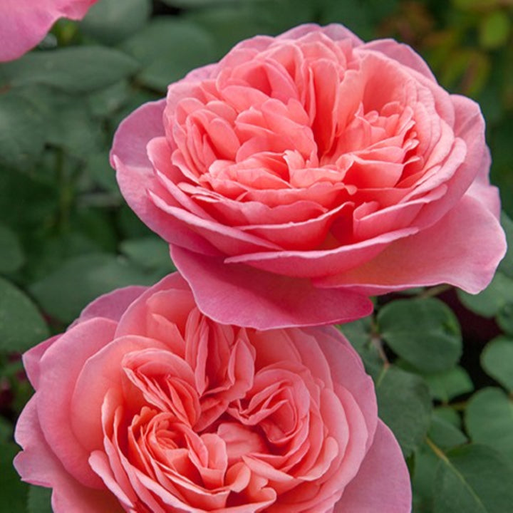 Rosa x 'Sweet Mademoiselle' Hybrid Tea Rose, 5 Gallon Shrub