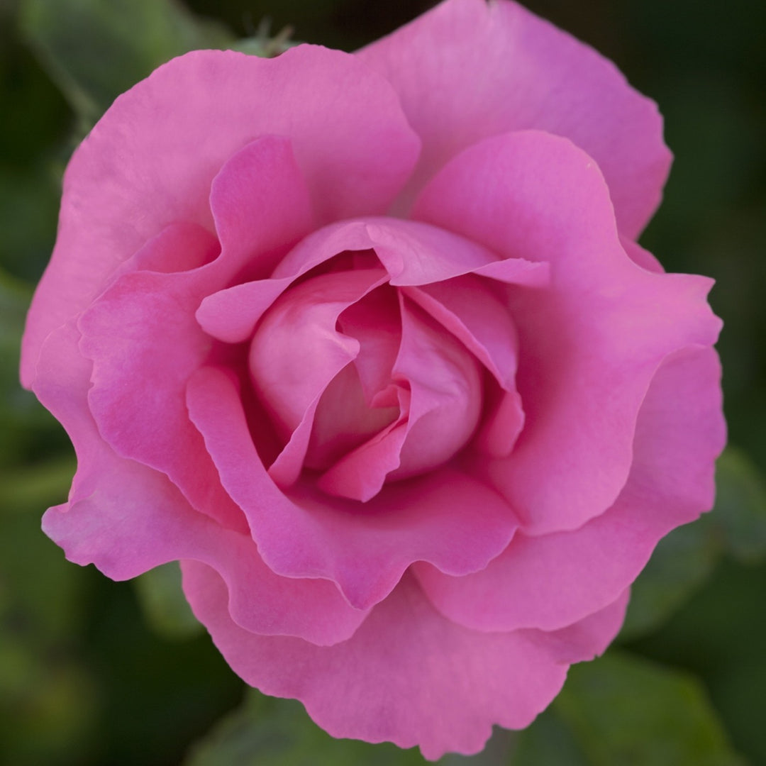 Rosa x 'The Mccartney Rose' Hybrid Tea Rose, 5 Gallon Shrub