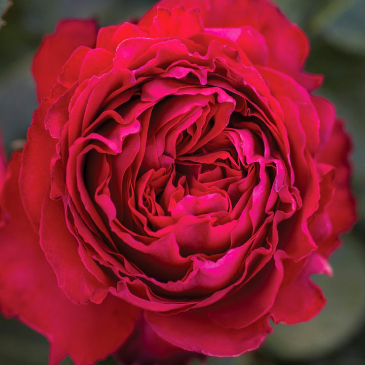 Rosa x 'Meilavio' Traviata Hybrid Tea Rose, 5 Gallon Shrub