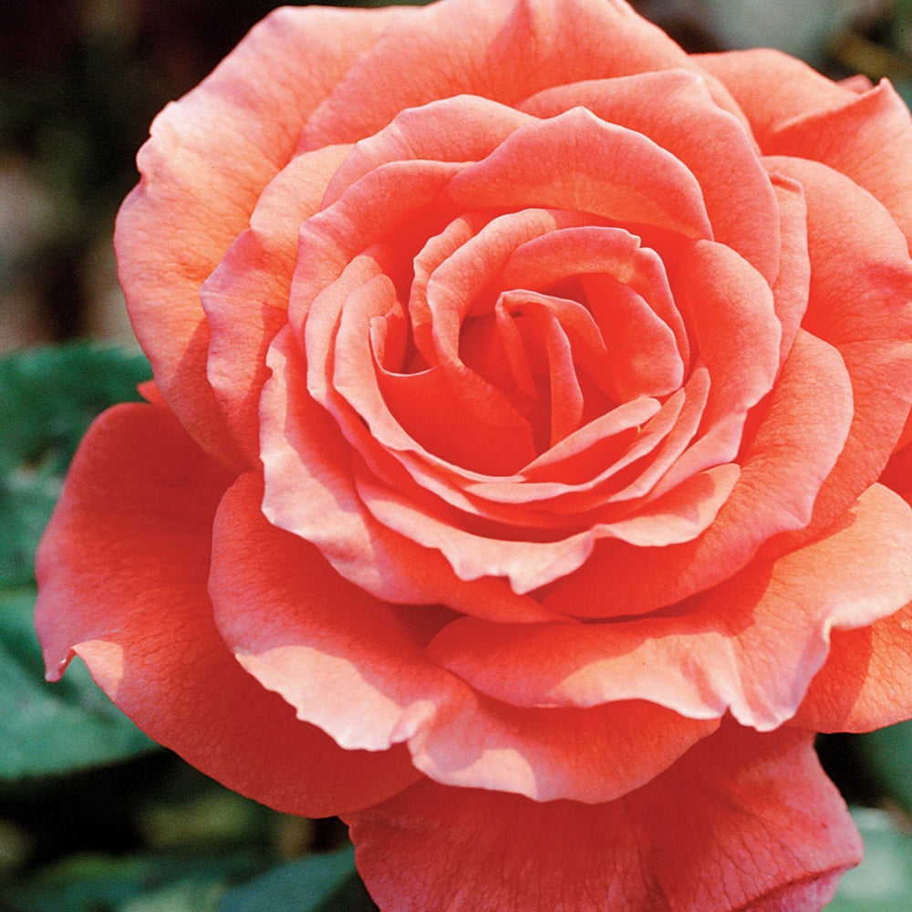 Rosa 'Tropicana' Hybrid Tea Rose Tree, Hybrid Tea Rose, 5 Gallon Shrub