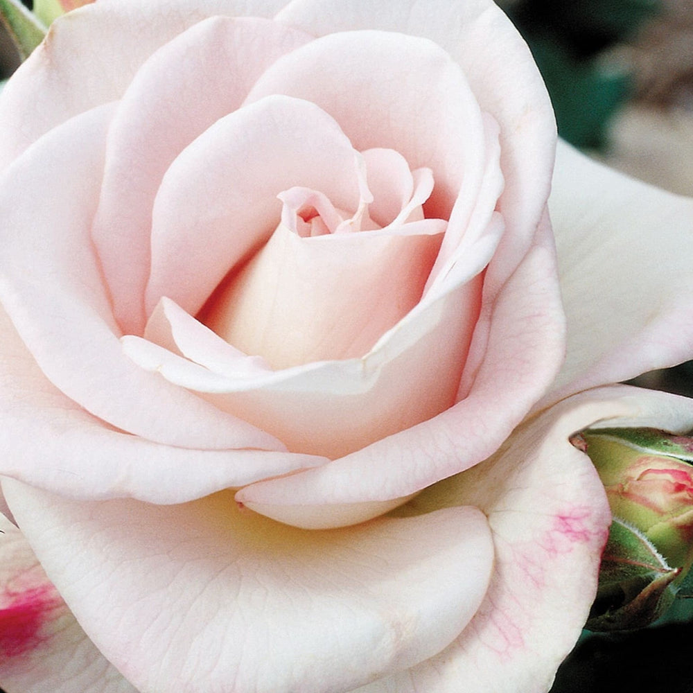 Rosa x 'Wezgrey' WWII Memorial Hybrid Tea Rose, 5 Gallon Shrub