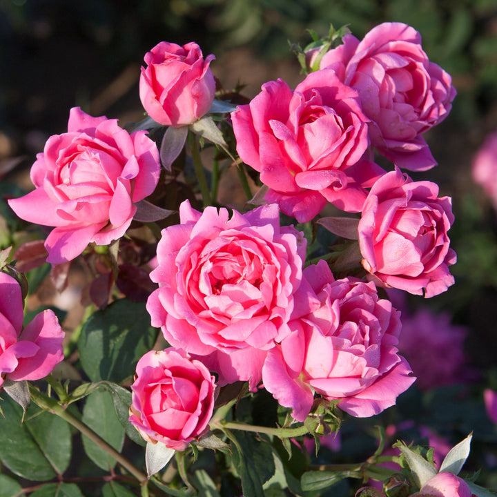 Rosa x 'Radtkopink' PP18507 Double Pink Knock Out® Rose, 5 Gallon Shrub