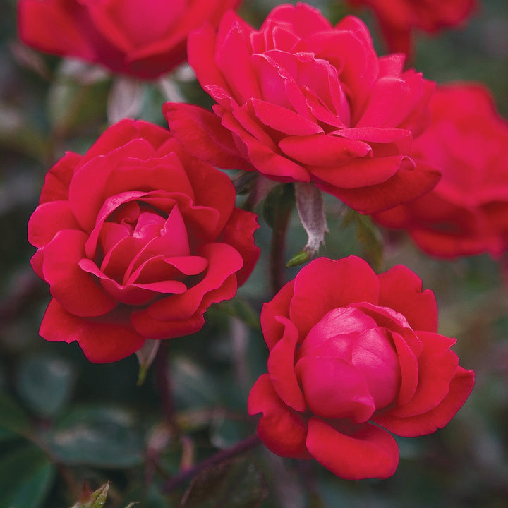 Rosa x 'Radtko' PP16202 Double Red Knock Out® Rose, 5 Gallon Shrub