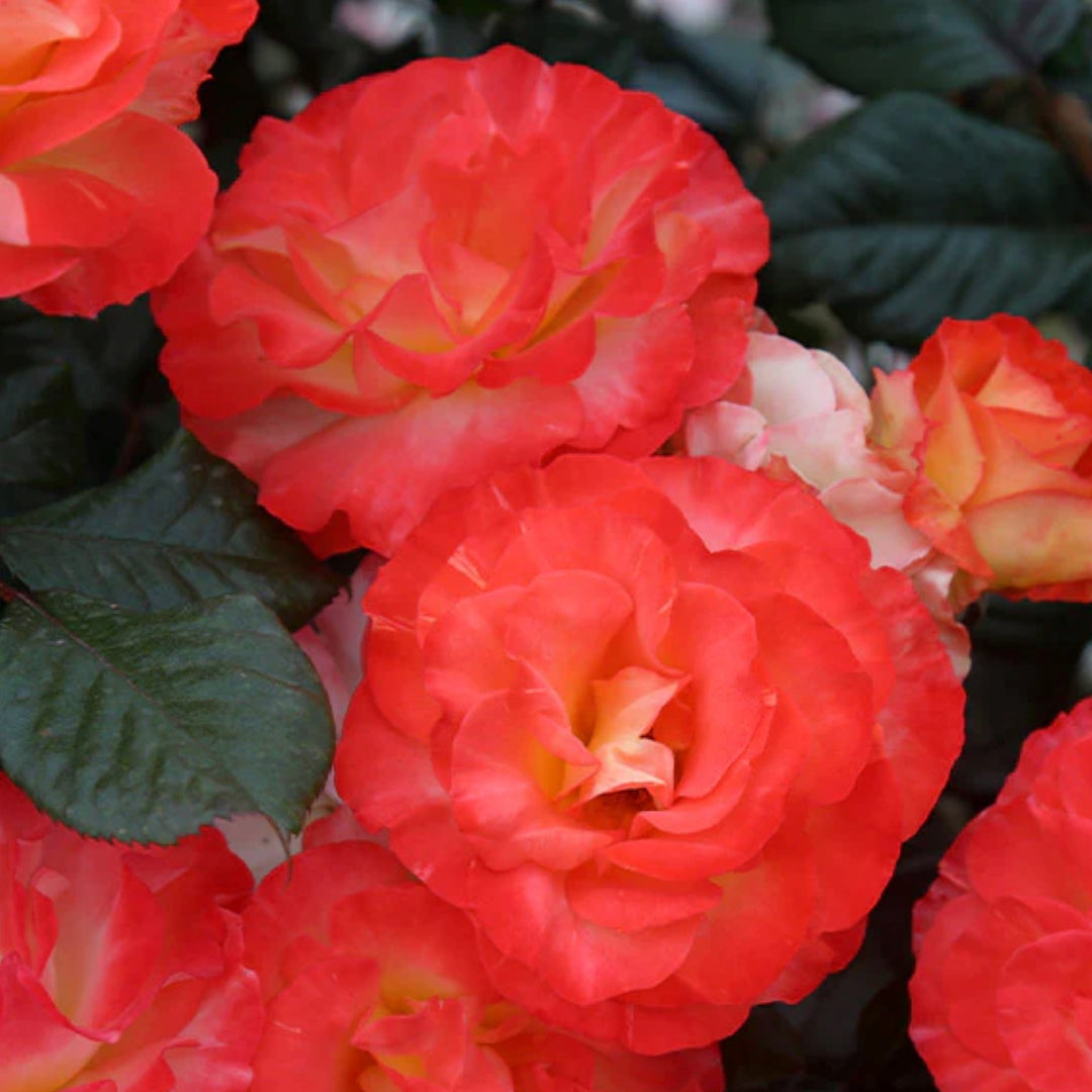 Rosa x 'WEKscemala' PP15076 Chihuly® Floribunda Rose, 5 Gallon Shrub