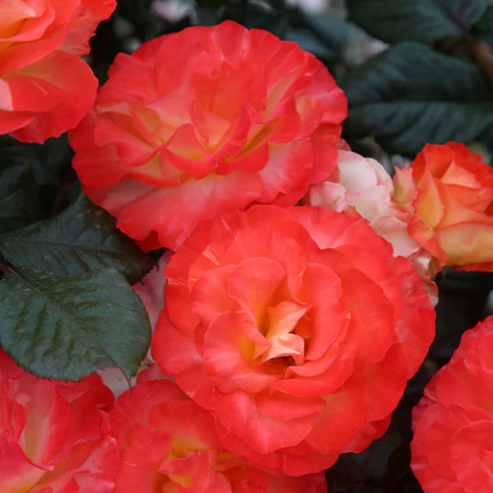 Rosa x 'WEKscemala' PP15076 Chihuly® Floribunda Rose, 5 Gallon Shrub
