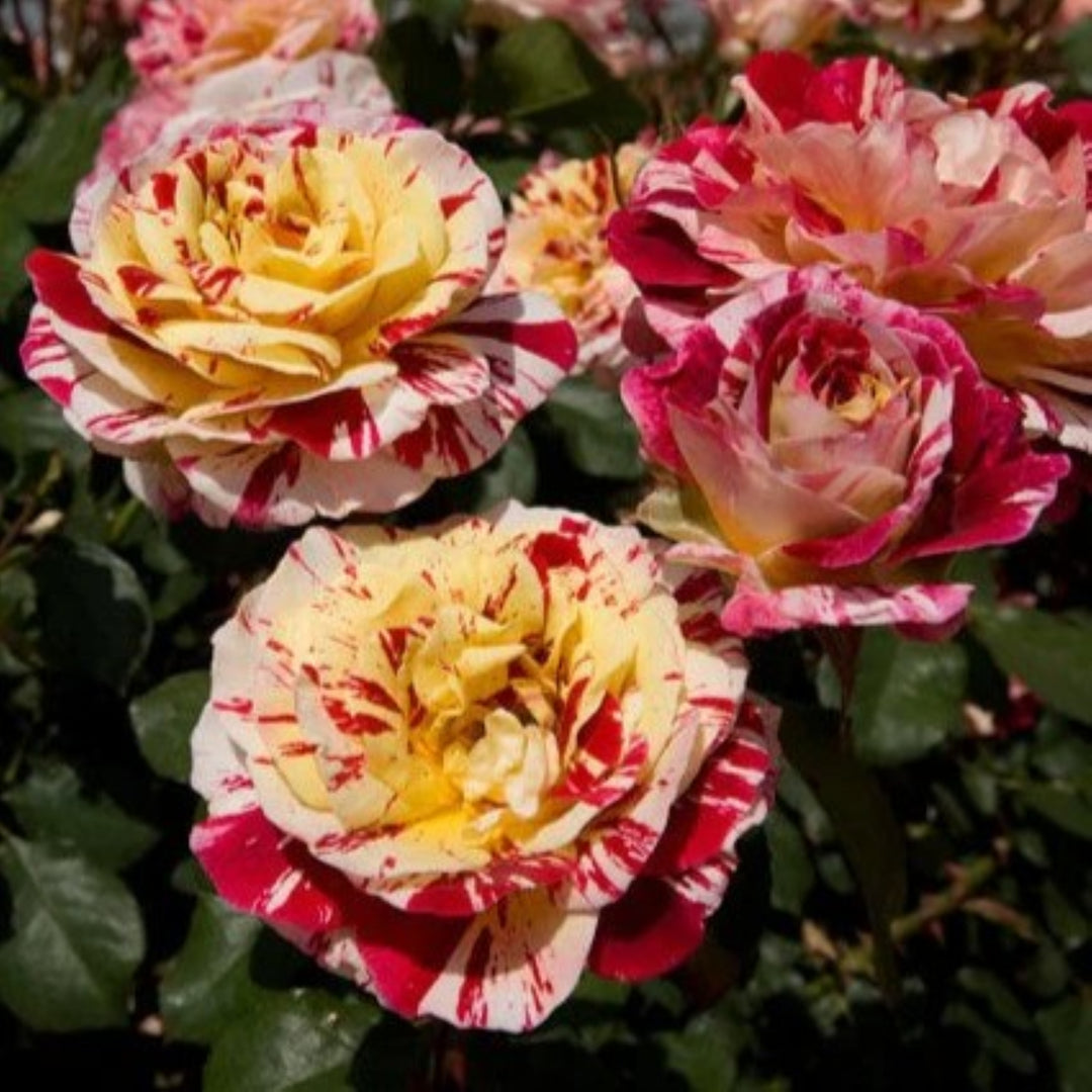 Rosa x 'Wekcalroc' George Burns Floribunda Rose, 5 Gallon Shrub