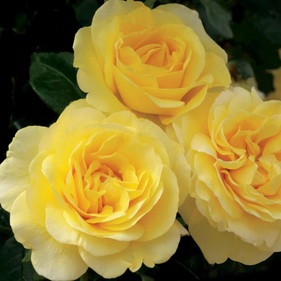 Rosa x 'Weksirjuci' Happy Go Lucky Grandiflora Rose, 5 Gallon Shrub