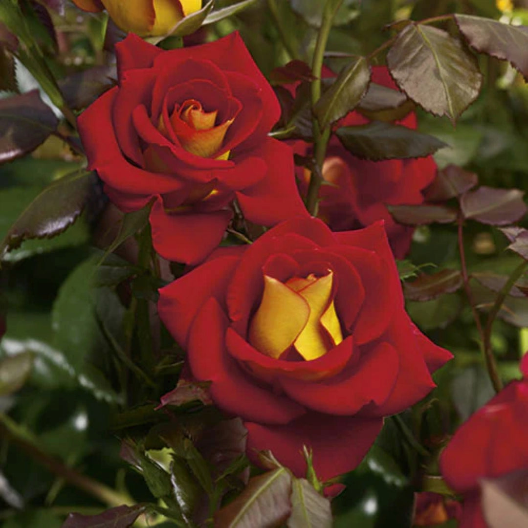 Rosa x 'Wekzazette' Ketchup & Mustard Floribunda Rose, 5 Gallon Shrub