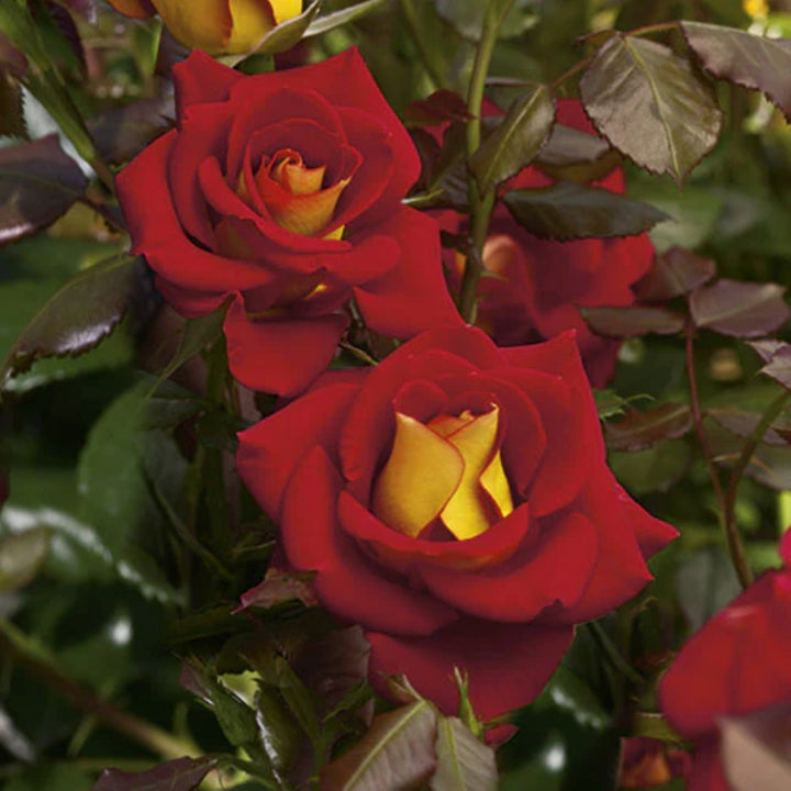 Rosa x 'Wekzazette' Ketchup & Mustard Floribunda Rose, 5 Gallon Shrub