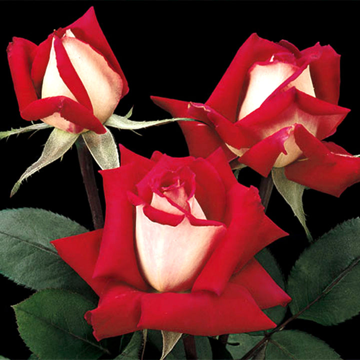 Rosa x 'Jactwin' Love Grandiflora Rose, 5 Gallon Shrub