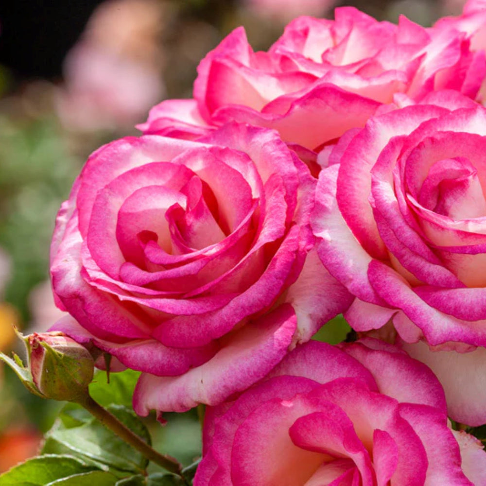 Rosa x 'WEKpurmebep' PP28720 Miss Congenialty Grandiflora Rose, 5 Gallon Shrub