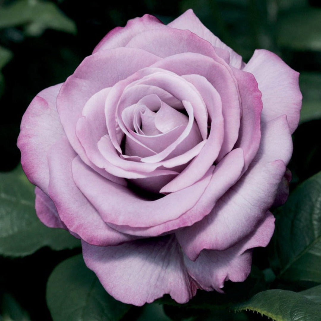 Rosa x 'Wekhilpurnil' Neptune Hybrid Tea Rose, 5 Gallon Shrub