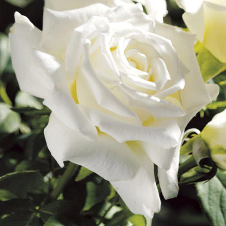 Rosa x 'JACsegra' PP19107 Pope John Paul II Hybrid Tea Rose, 5 Gallon Shrub