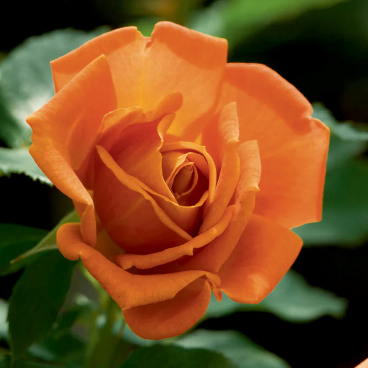 Rosa x 'Wekmongros' Pumpkin Patch Floribunda Rose, 5 Gallon Shrub
