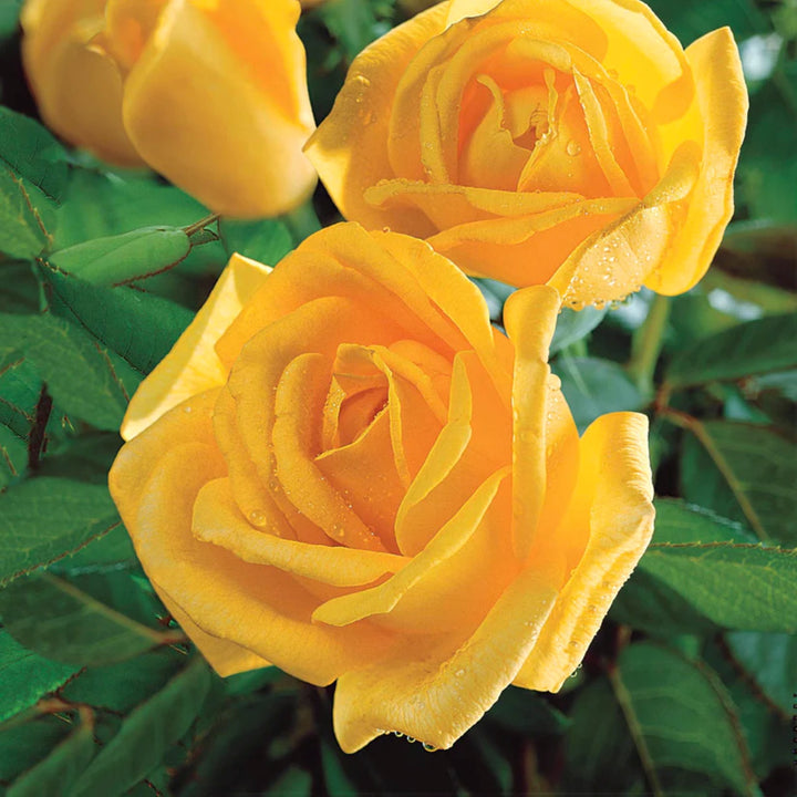 Rosa x 'Radiant Perfume' Grandiflora Rose, 5 Gallon Shrub
