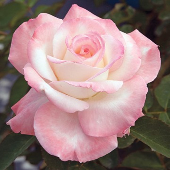 Rosa x 'Secret' Hybrid Tea Rose, 5 Gallon Shrub