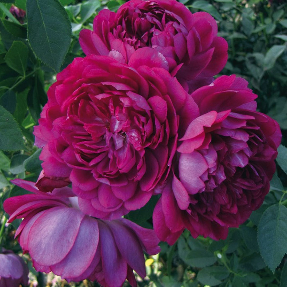 Rosa x 'Sultry Night' Shrub Rose, 5 Gallon Shrub