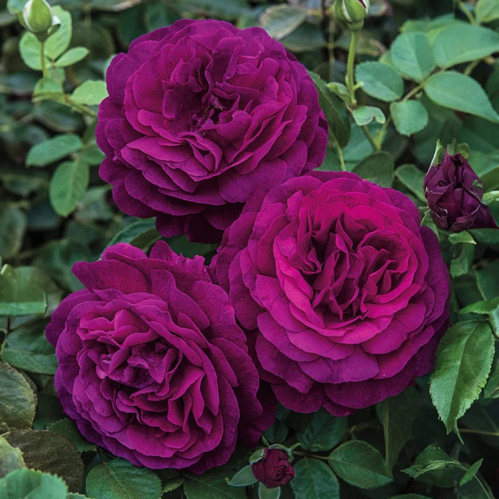 Rosa x 'Wekbebtidere' Twilight Zone Grandiflora Rose, 5 Gallon Shrub