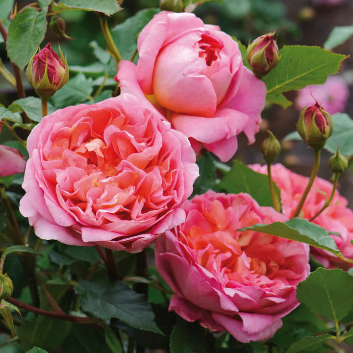 Rosa x 'Auscousin' David Austin Rose, 5 Gallon Shrubs