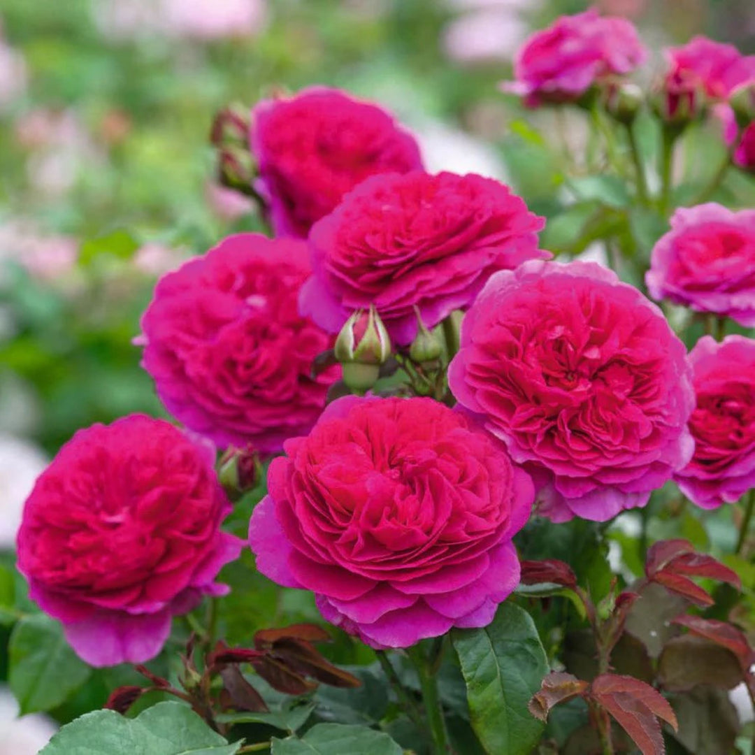 Rosa x 'Auscrowd' PP32849 Gabriel Oak Shrub David Austin Rose, 5 Gallon Shrub