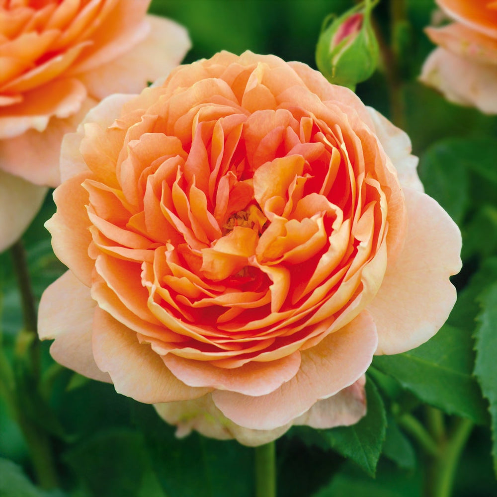 Rosa x 'Auswest' Carding Mill David Austin Rose, 5 Gallon Shrub