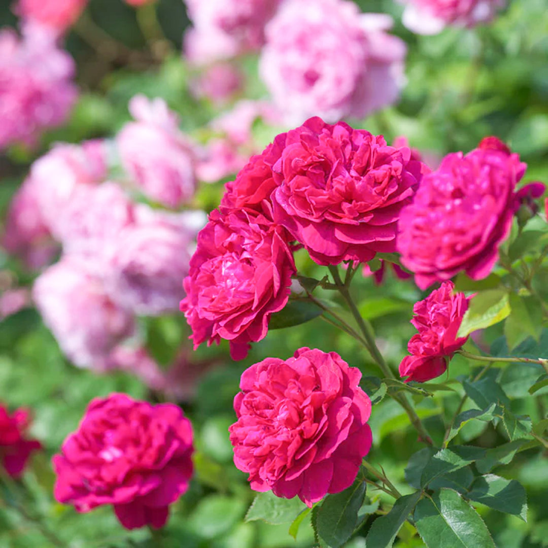 Rosa x 'Ausdecorum' David Austin Rose, 5 Gallon Shrubs