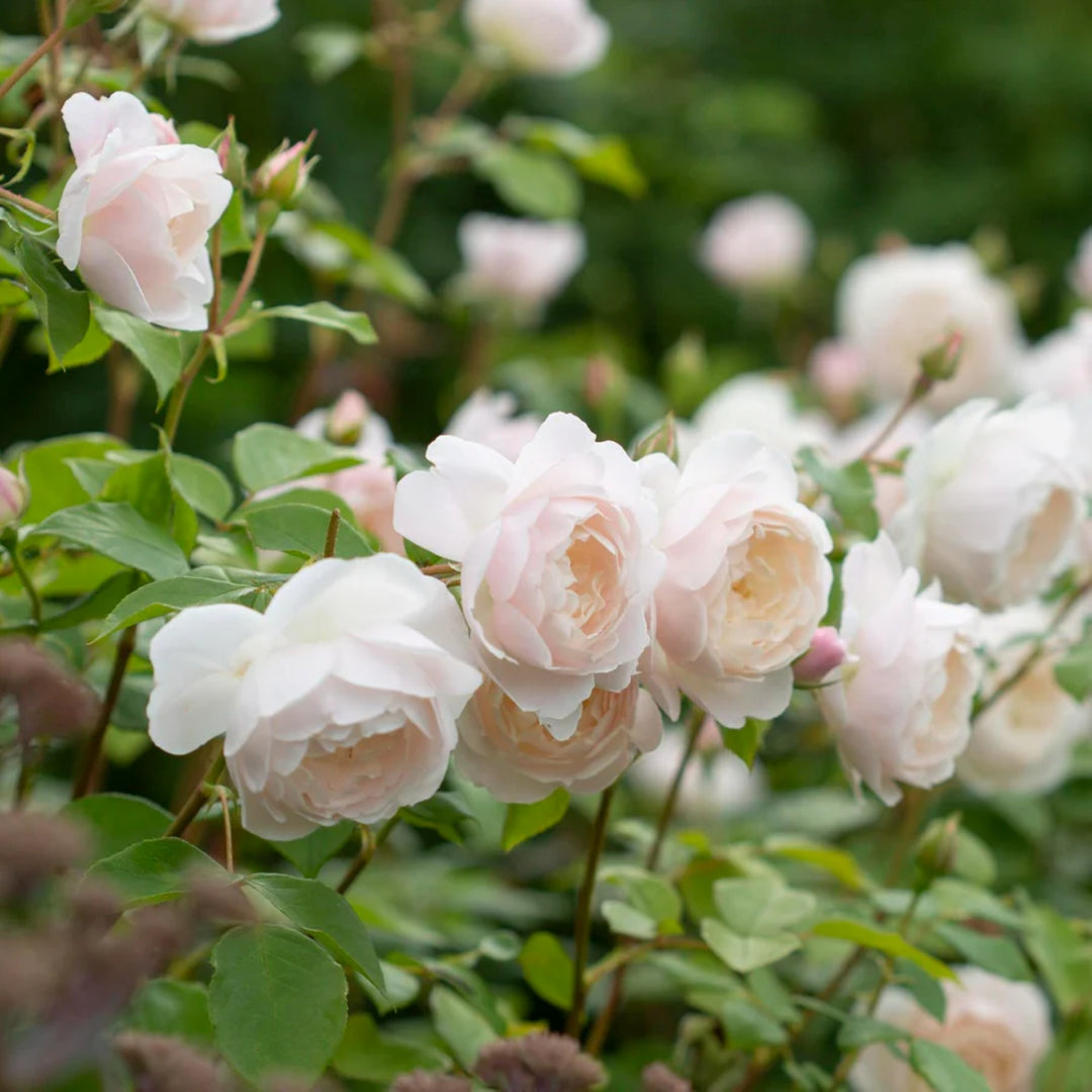 Rosa x 'Auskindling' Desdemona Shrub David Austin Rose, 5 Gallon Shrub