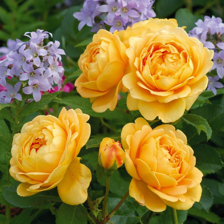 Rosa x 'Ausgold' Golden Celebration® David Austin Rose, 5 Gallon Shrub